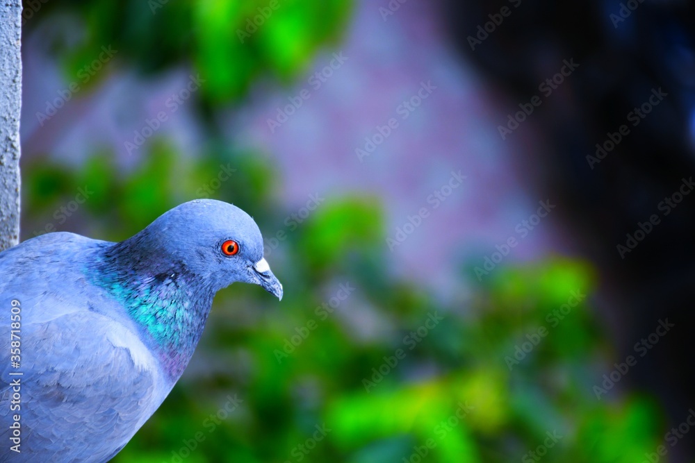 Fototapeta premium Domestic pigeons / feral pigeon (Gujarat - India) flock in flight against blue sky Domestic pigeons / feral pigeon, Birds flying in the sky 