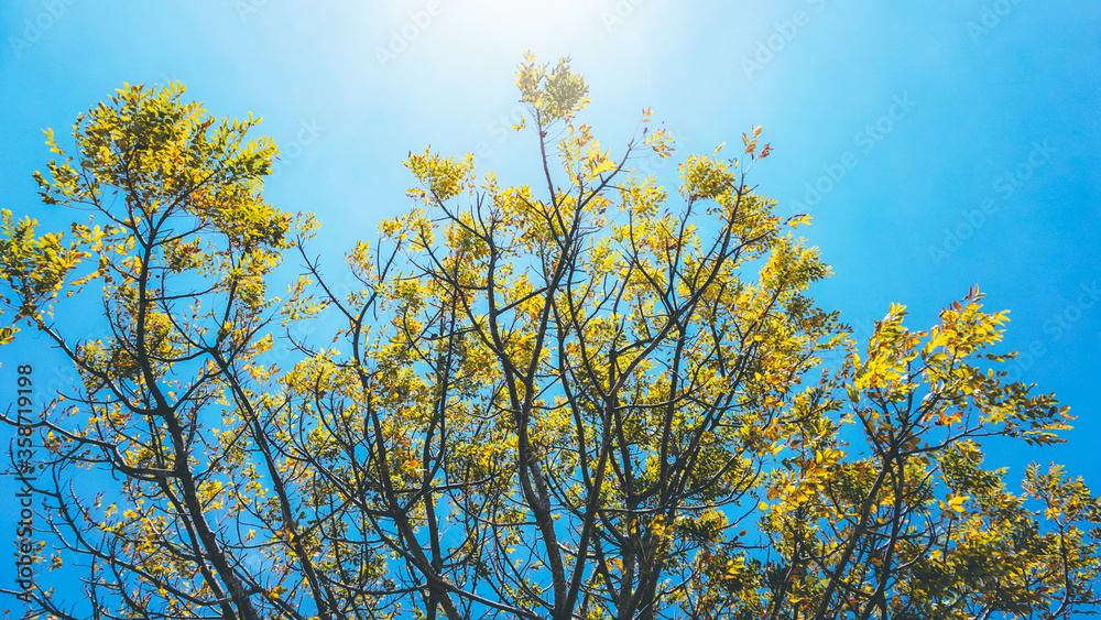 Beautiful tree with blue sky view as background Beautiful tree with blue sky view as background