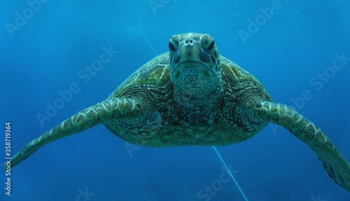 Beautiful Green Sea Turtle in Hawaii Swims Gracefully  