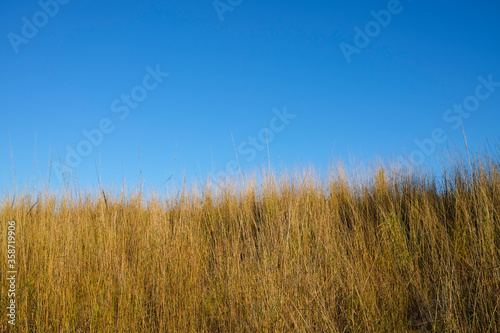 Wild dry yellow grass against blue sky
