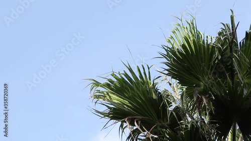 Palm trees lightly blowing in the wind with a bird flying through in front of a blue sky photo