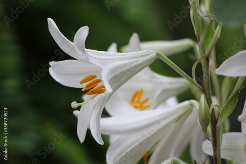 Delightful white lily in the garden close-up. White lily for background. Green out of focus background.