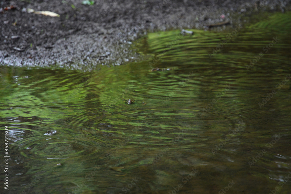 Fototapeta premium 波紋