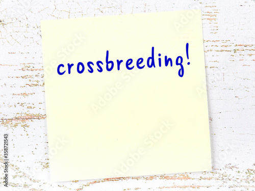 Yellow sticky note on wooden wall with handwritten word crossbreeding photo