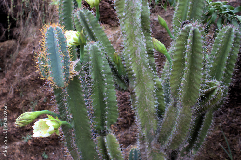 Beautiful early morning shots of Cactus flowers opened and opening Koh Chang Thailand Beautiful early morning shots of Cactus flowers opened and opening Koh Chang Thailand