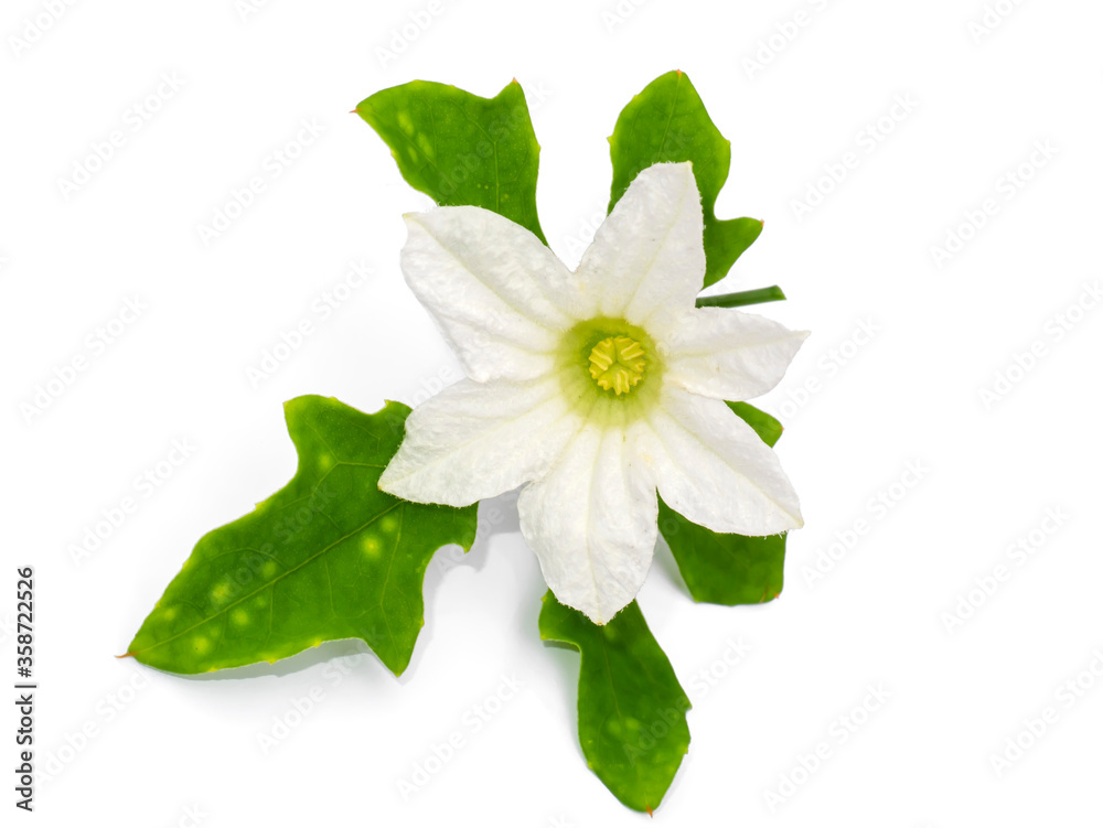 Close up ivy flower on white background.