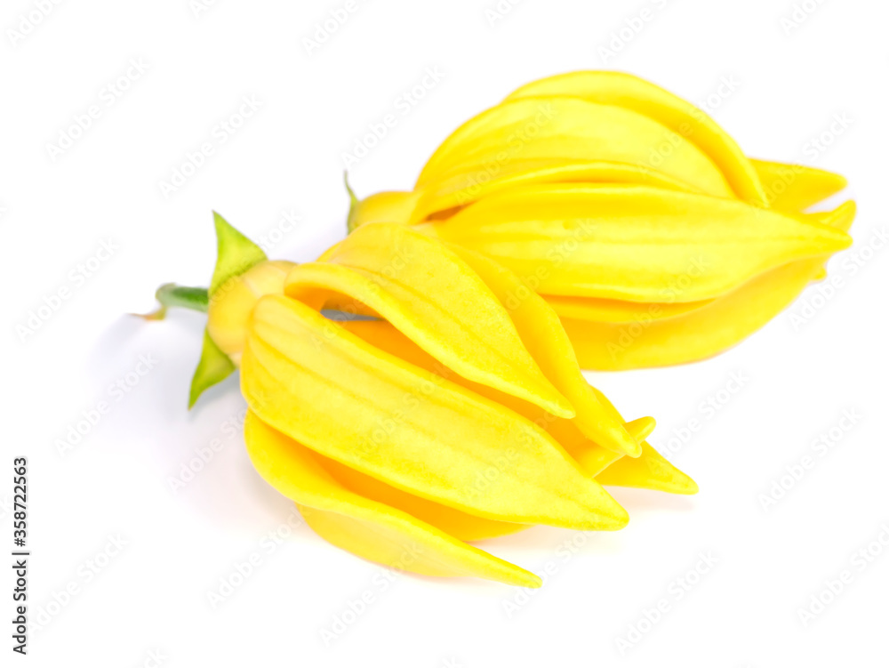 fragrant flowers of climbing on white background. fragrant flowers of climbing on white background.