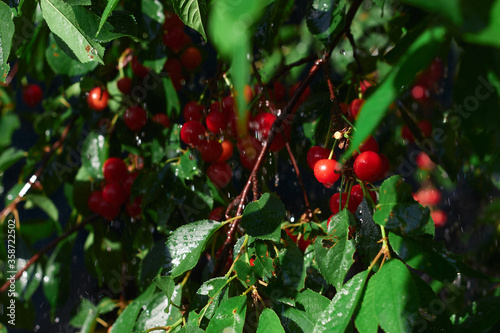 Red cherry on a tree branch in the sunset sunlight in the rain, fresh summer berries with water drops