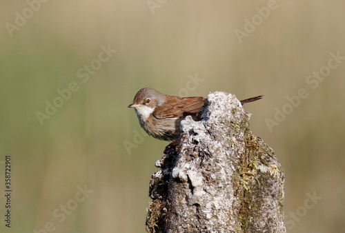 Lesser whitethroat collecting food for its chicks © Stephen