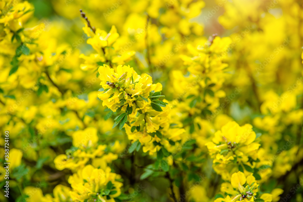 forsythia branches with yellow flowers in spring forsythia branches with yellow flowers in spring