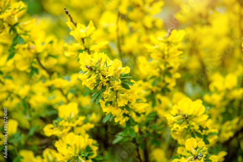 forsythia branches with yellow flowers in spring