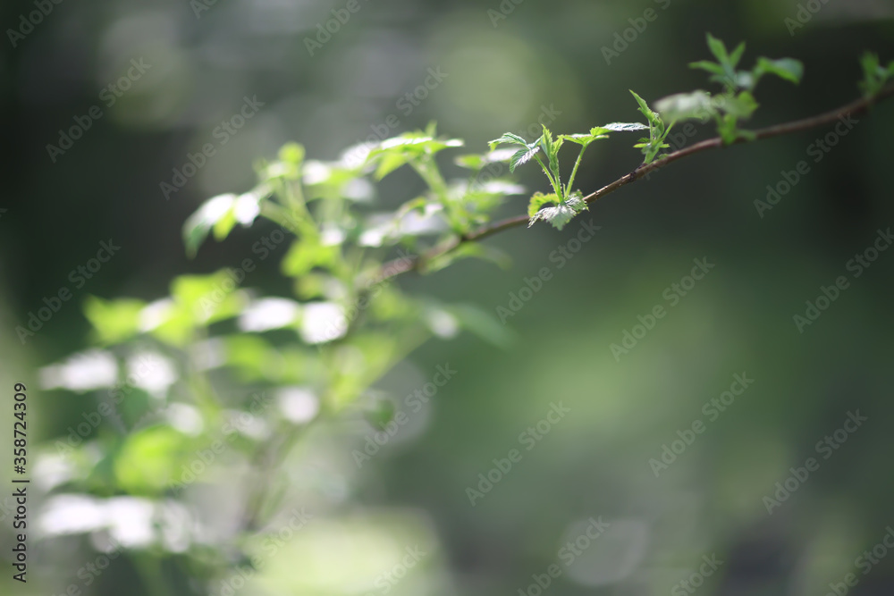 abstract green summer bokeh background, gradient view art texture glow abstract green summer bokeh background, gradient view art texture glow