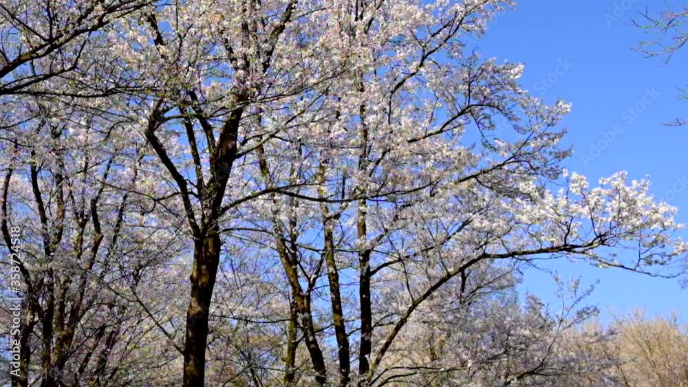 見上げる大きな桜の木々風に揺れる 見上げる大きな桜の木々風に揺れる