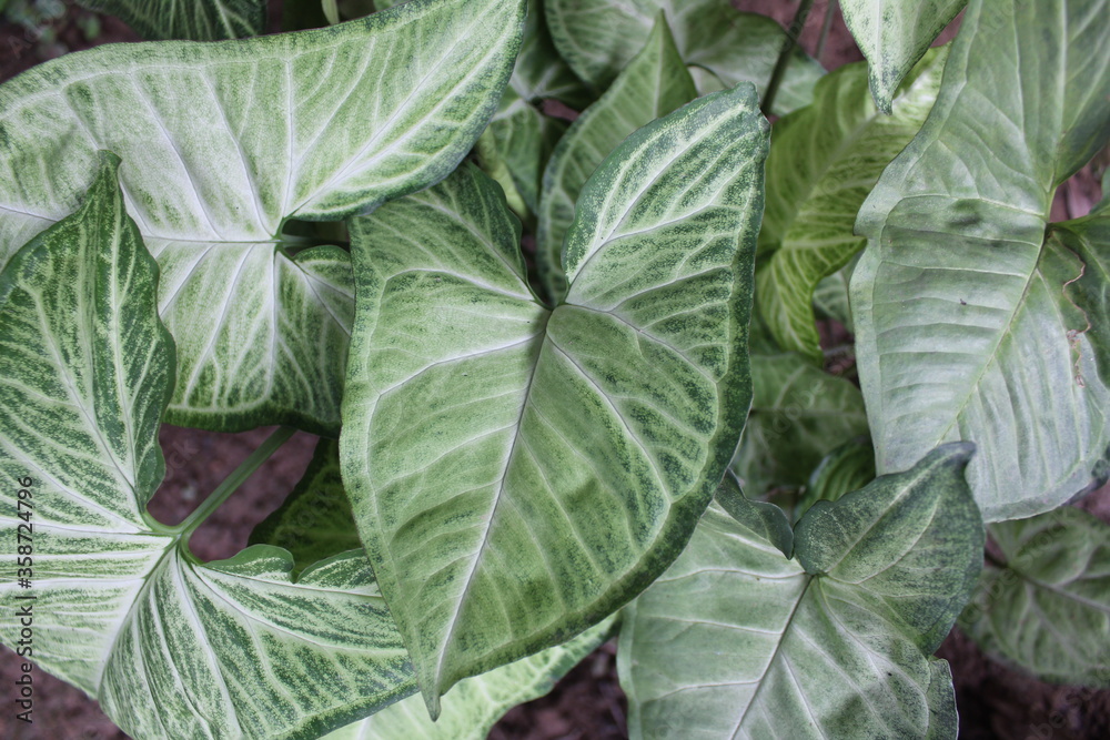 green cabbage leaves green cabbage leaves