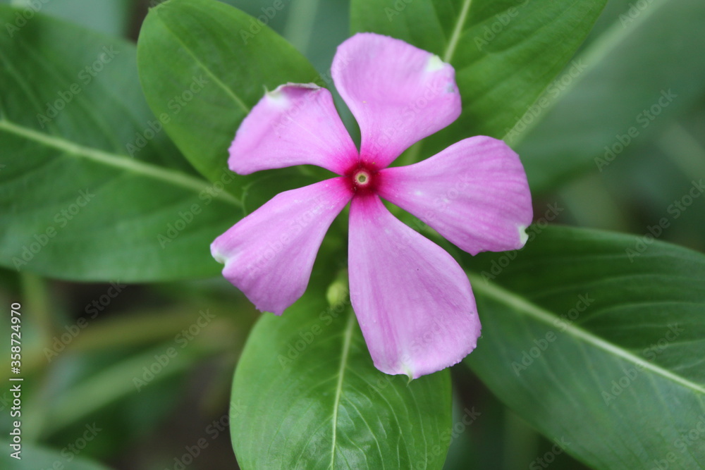purple flower in the garden purple flower in the garden