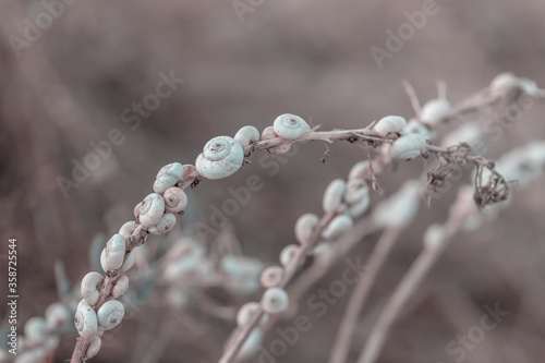 White Snails On Straws Macro © Sunnydays