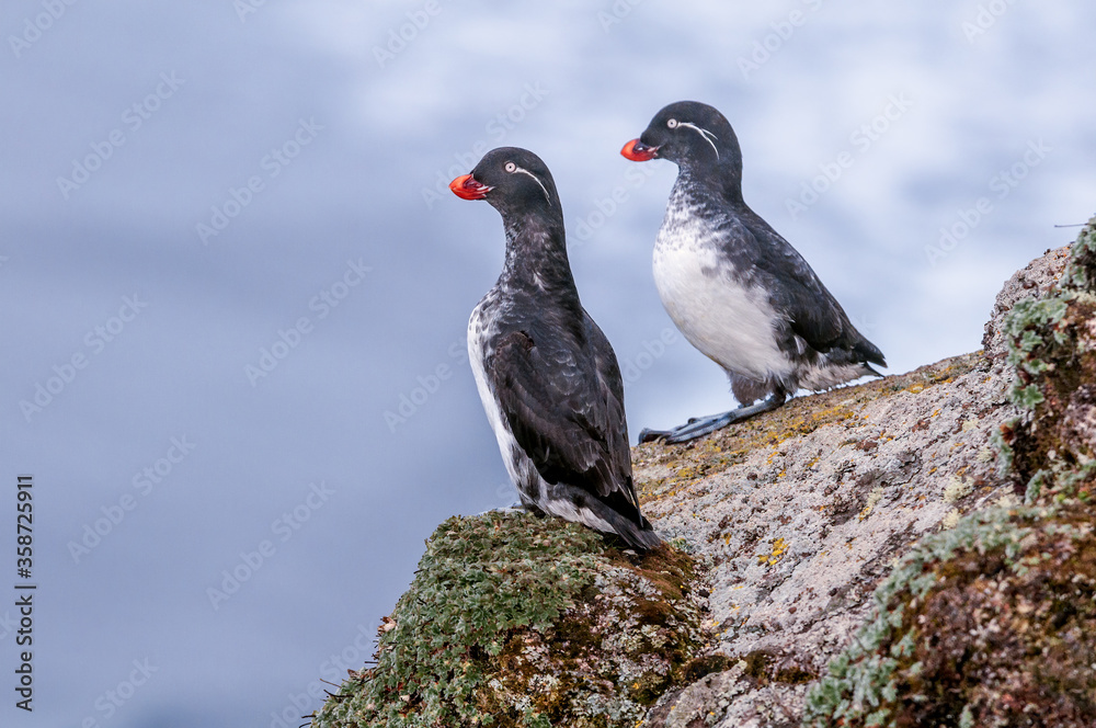 Obraz premium Parakeet Auklet (Aethia psittacula) at St. George Island, Pribilof Islands, Alaska, USA