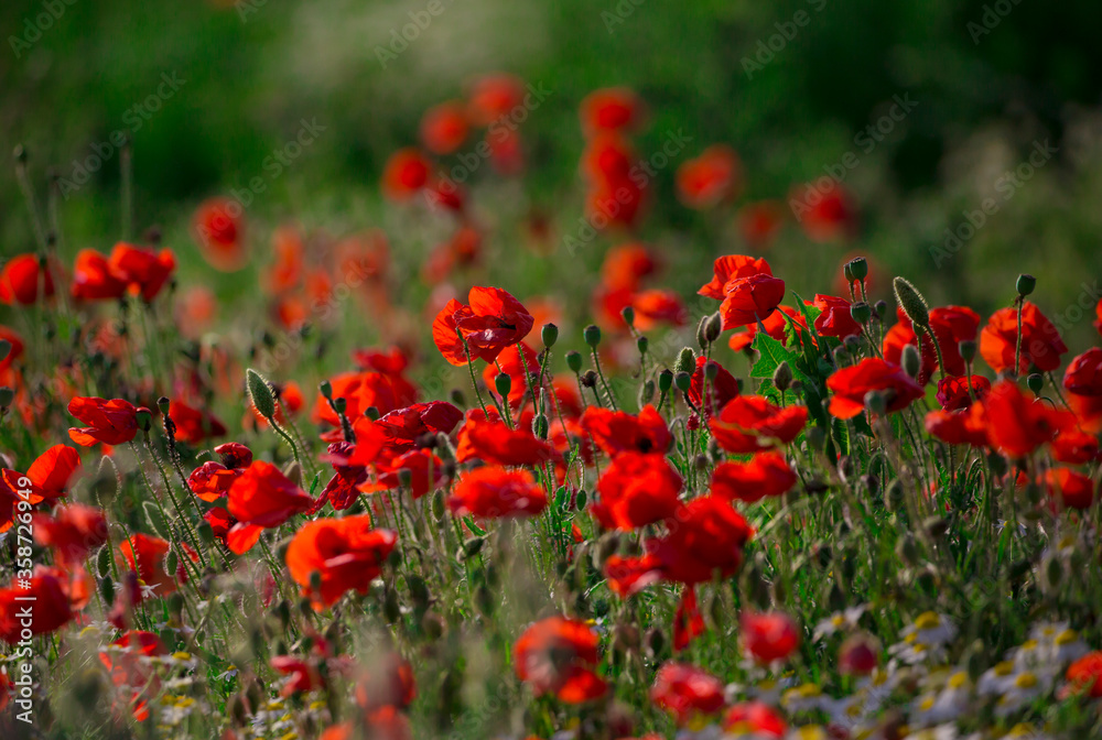 Beautiful red poppy field in countryside