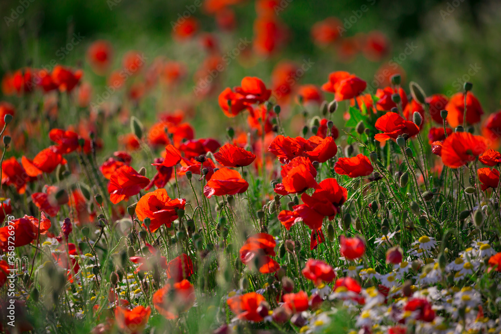 Beautiful red poppy field in countryside