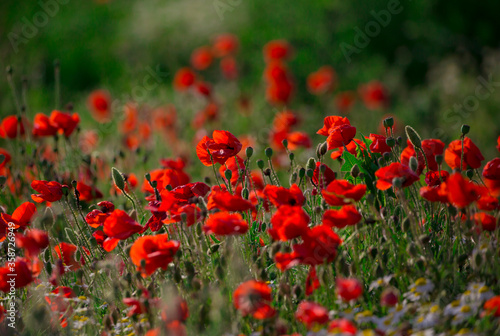 Beautiful red poppy field in countryside © Zsolt Biczó