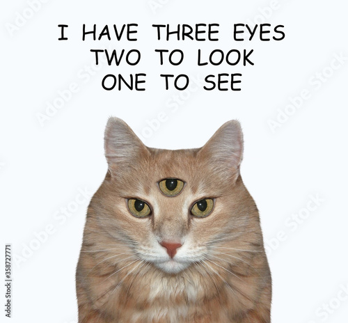 The ginger cat has got third eye. I have three eyes two look one see. White background. Isolated.