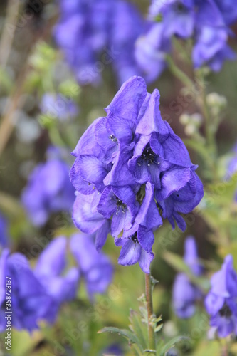 Eisenhut - Aconitum napellus