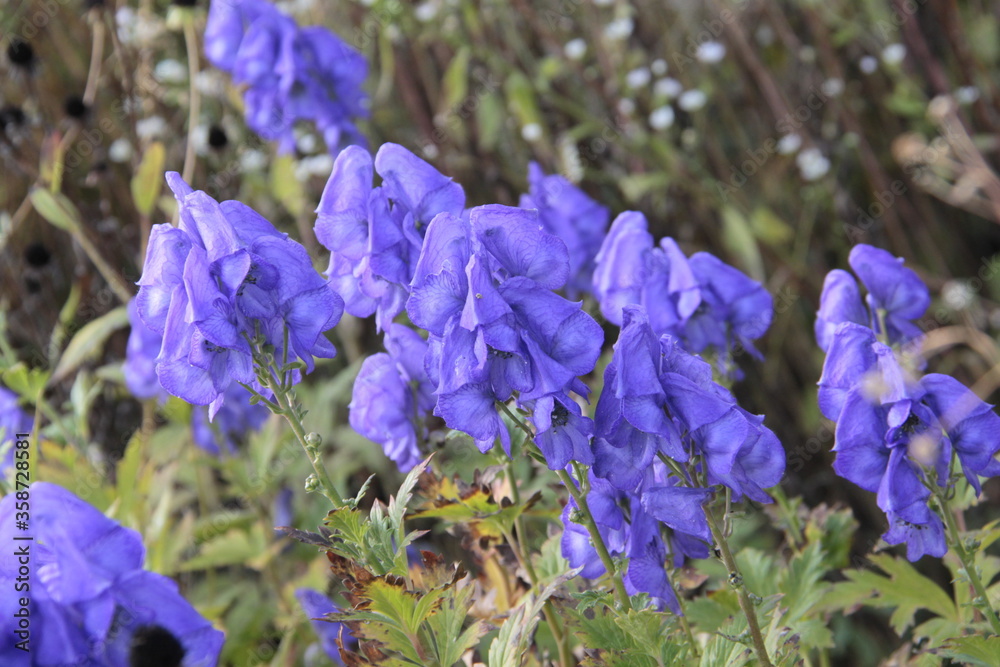 Blauer Eisenhut - Aconitum napellus