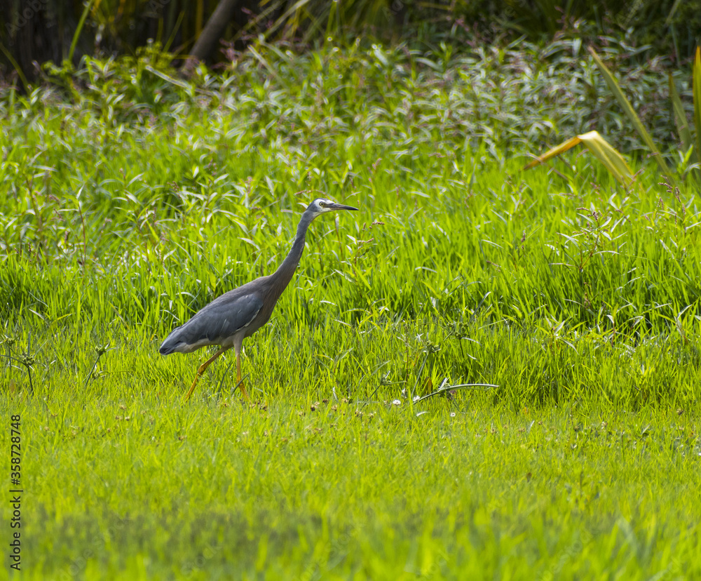 White-faced Heron Bird at Waiatarua Reserve, Remuera - Auckland New Zealand; Wetland Area