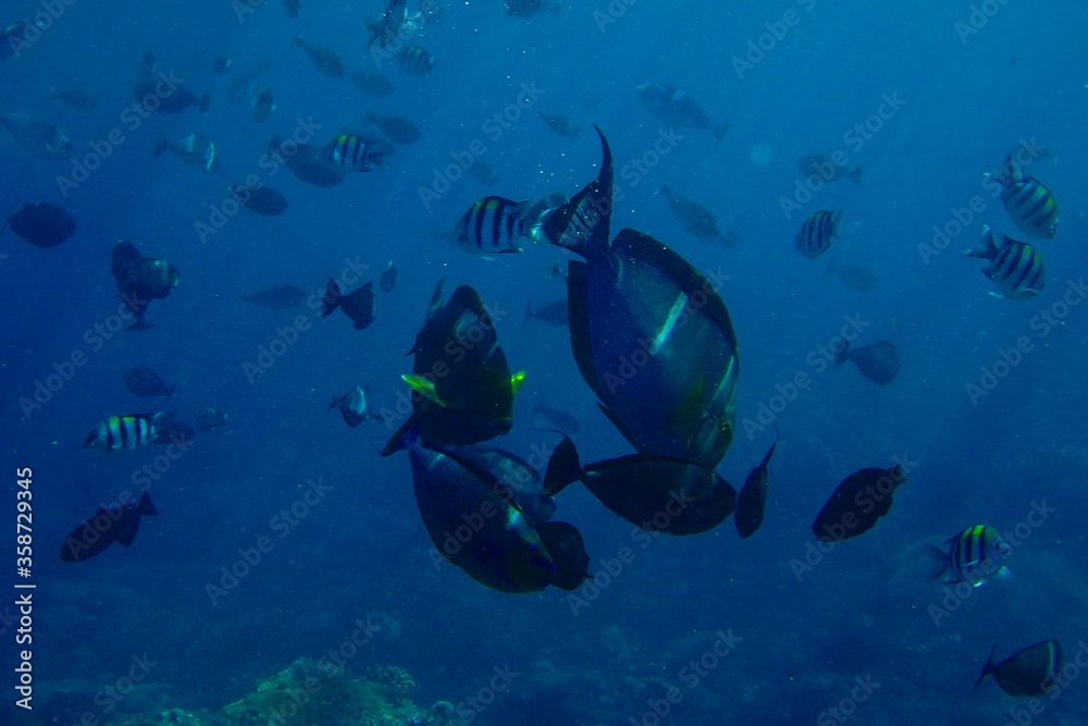 Fototapeta premium Underwater life on the beaches of Nusa Penida, indonesia - April 9th, 2019