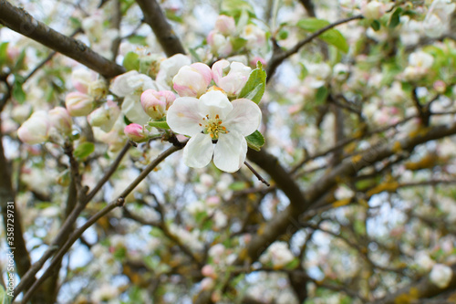 Blooming apple tree in spring. Beautiful branch of blossoming apple tree. Closeup of apple tree flowers. 