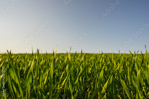 green wheat field