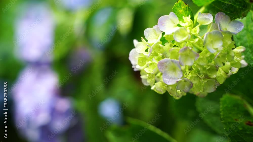 紫陽花 6月 梅雨イメージ 2020年 雨音 紫陽花 6月 梅雨イメージ 2020年 雨音