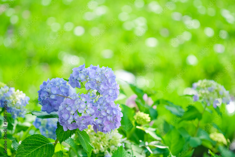 赤堀の紫陽花と花菖蒲 赤堀の紫陽花と花菖蒲