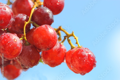 Fresh red grapes hanging on grape vine 