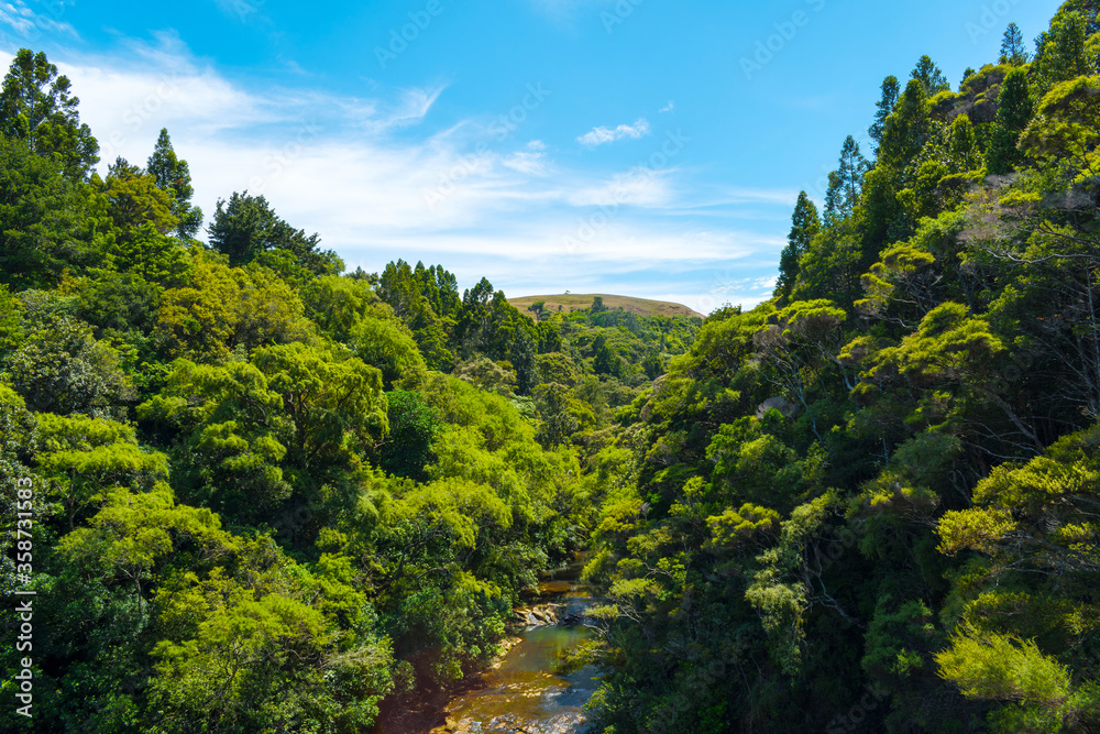 Dense Vegetation Forest and Bushes Area above Mokoroa Waterfalls, Auckland New Zealand