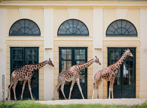 Photography giraffe in the zoo