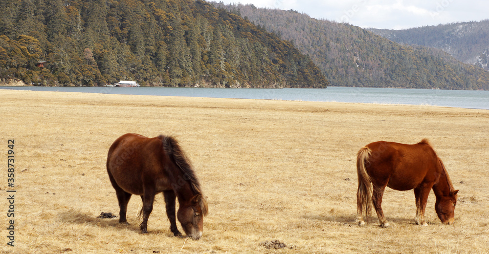 horse looking back in the grassland in western china, grass land background in pudacuo national park horse looking back in the grassland in western china, grass land background in pudacuo national park