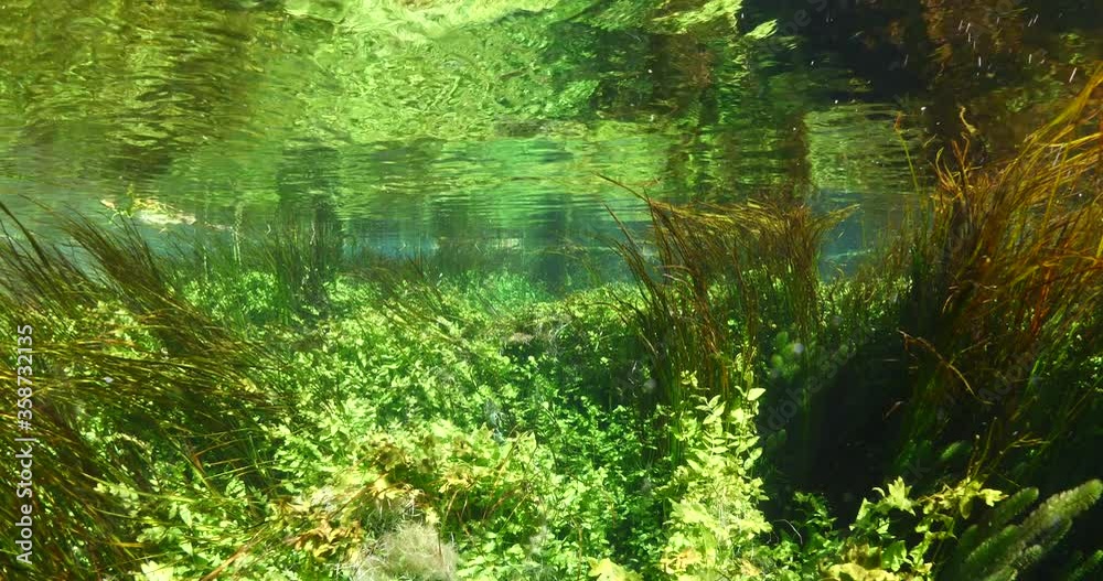 underwater freshwater lake river spring scenery with grasses and algae reflections and sun beams
