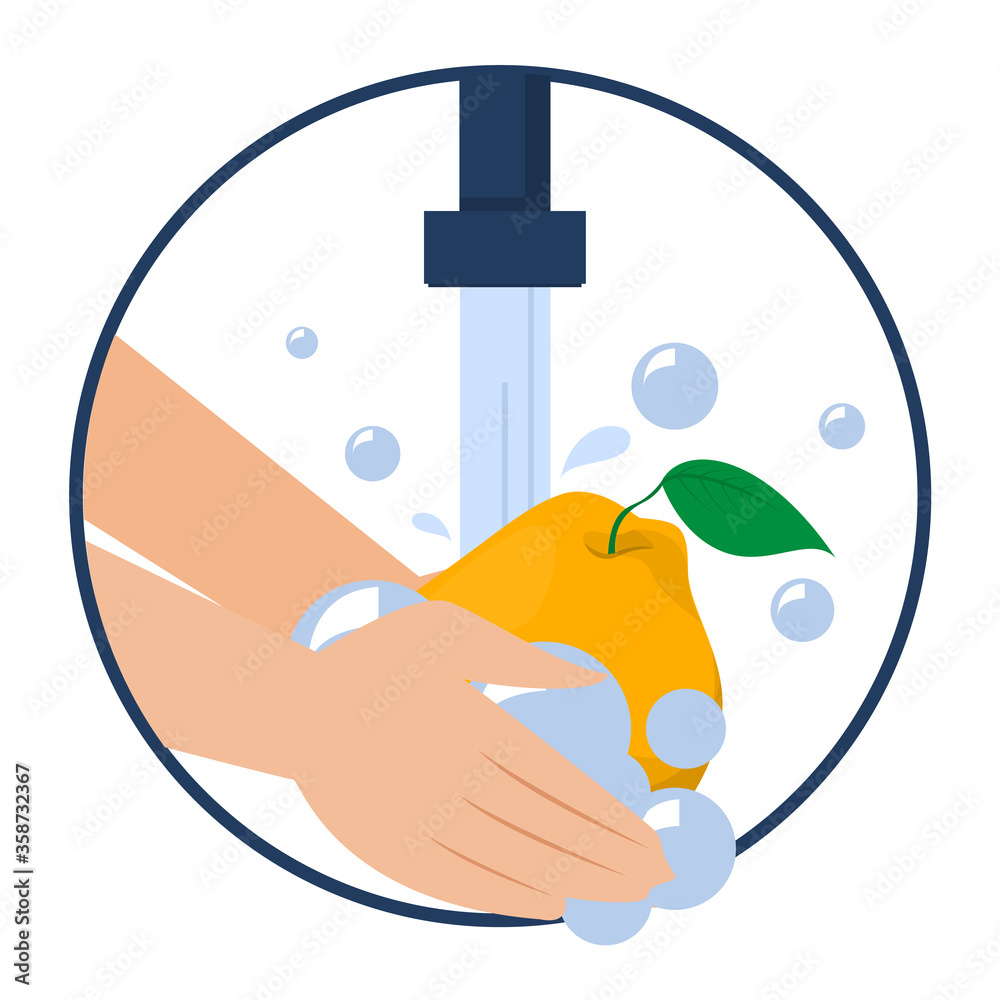 Hand washing quince vector isolated. Wash fruits and vegetables before eating concept. Healthy lifestyle tips. Clean fruit in water and soap. Hand washing quince vector isolated. Wash fruits and vegetables before eating concept. Healthy lifestyle tips. Clean fruit in water and soap.