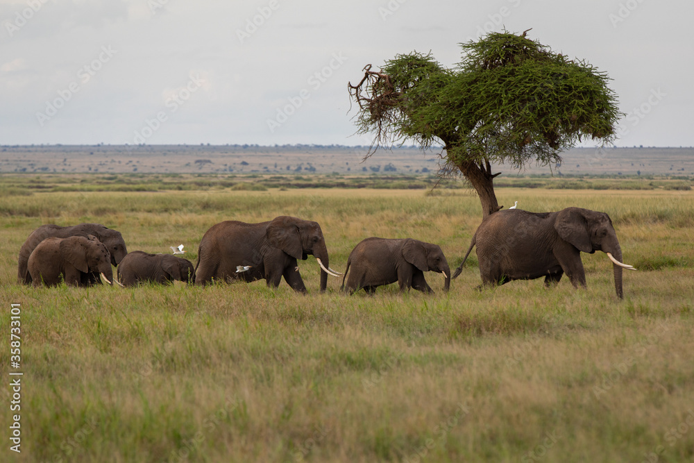 Safari in Kenya. Elephant family in Masai Mara Park Safari in Kenya. Elephant family in Masai Mara Park