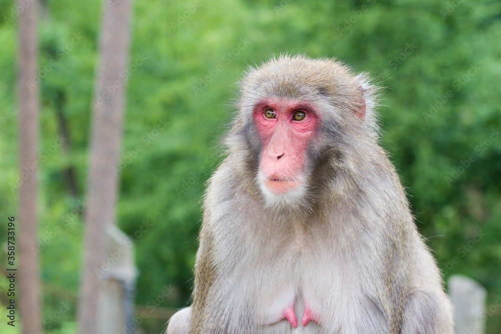 Free monkey in the zoo Free monkey in the zoo