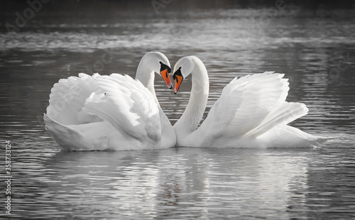 Romantic swan couple in love