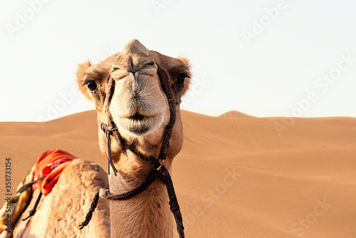 Camel in the desert © Thache