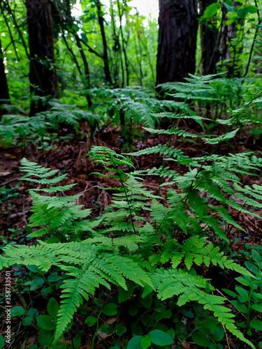 Fern in the forest. Beautiful forest.