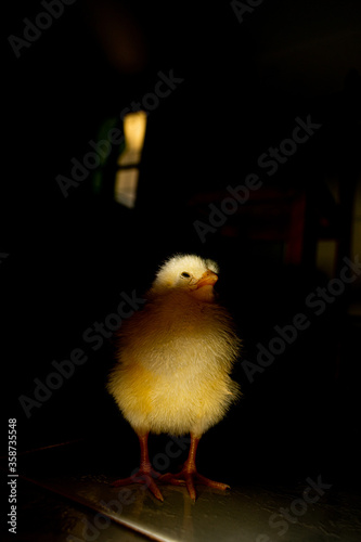 Chick photography collection