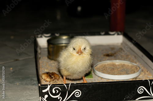 Chick photography collection