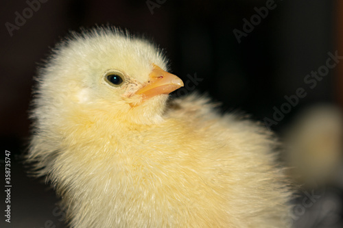 Chick photography collection
