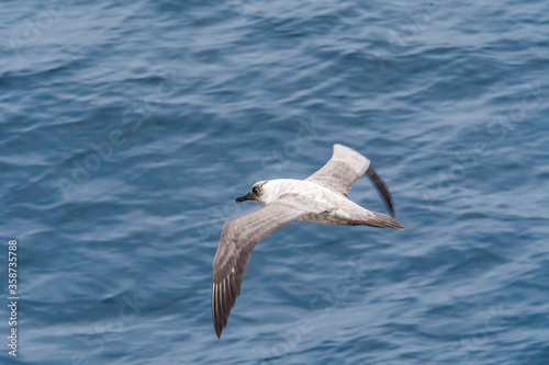 Light-mantled Albatross (Phoebetria palpebrata) in South Atlantic Ocean, Southern Ocean, Antarctica