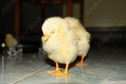 Chick photography collection
