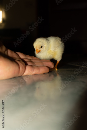 Chick photography collection